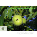 Fijne Chinese Walnut Kernels Light Quarters (LQ)